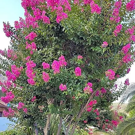 Luxury Alexandra In Skala Potamias Szálloda 4*
